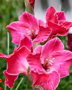 Gladiolus Fairytale Pink7